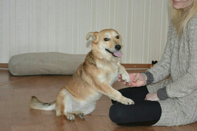 Умница и красавица СРОЧНО ищет дом!