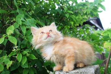Котенок Лёвушка в хорошие руки, фото 2
