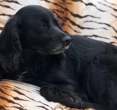 Потерялась собака русская кокер спаниель черного окраса с белой полосой на груди