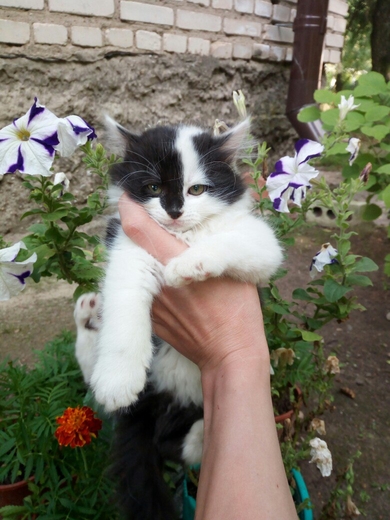 Отдам котёнка ответственным людям., фото 2