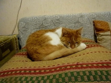 Оранжевый кот ИЩЕТ ДОМ!, фото 3