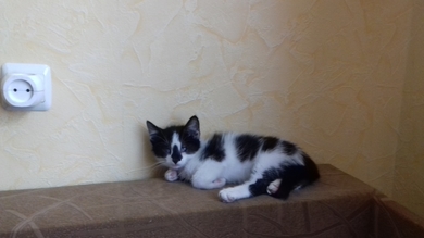 Котёнок Малыш 2 месяца.