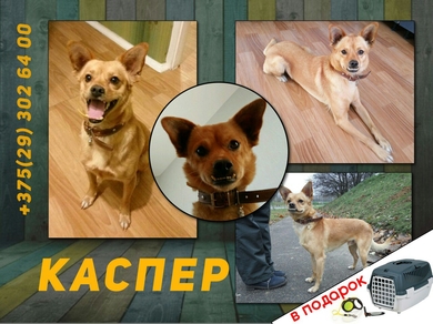 5 причин познакомиться с Каспером:   