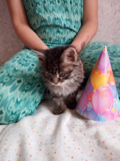 Четыре очаровательных котёнка в добрые руки., фото 3