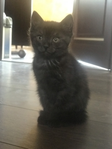 Милейшие котята ищут дом, фото 3