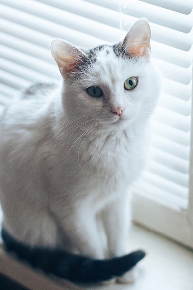 Кошка Белоснежка ищет своего человека!