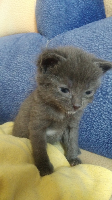 Котёнок ищет дом!