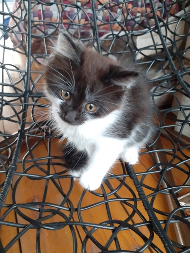 Маленькие котята ищут дом