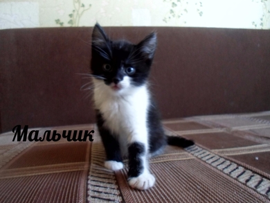 Обворожительные ребятишки ищут себе дом!, фото 4