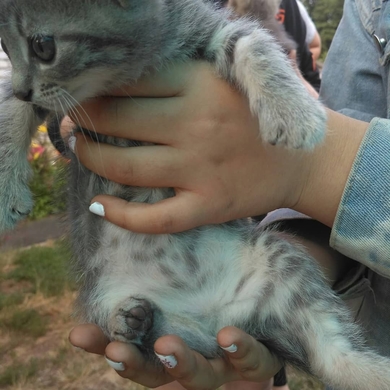 Красивые котята в дар, фото 2