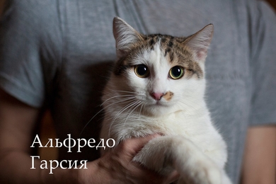 В дар кот невероятной красоты.