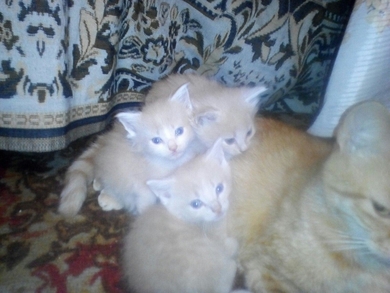 Трое чудесных котят ищут дом!