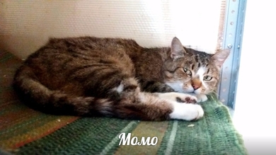 Момо СРОЧНО нужна передержка или сразу новый ДОМ!!!, фото 2