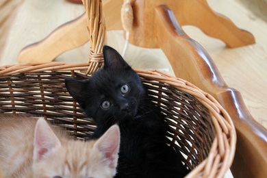 Ласковый котёнок в хорошие руки., фото 3