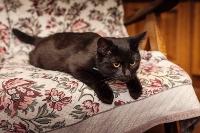 Пропал черный кот по Неманской,83, фото 2