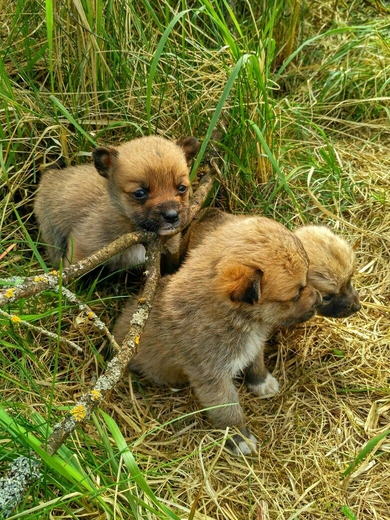 Маленькие крохи ищут дом!, фото 3