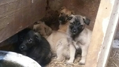 Щенки в дар!, фото 2