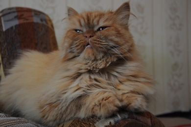 Кошечка Персия ищет дом, фото 3