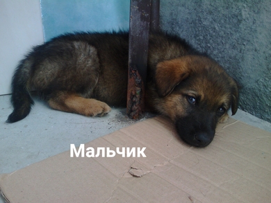 В добрые руки щенки., фото 4