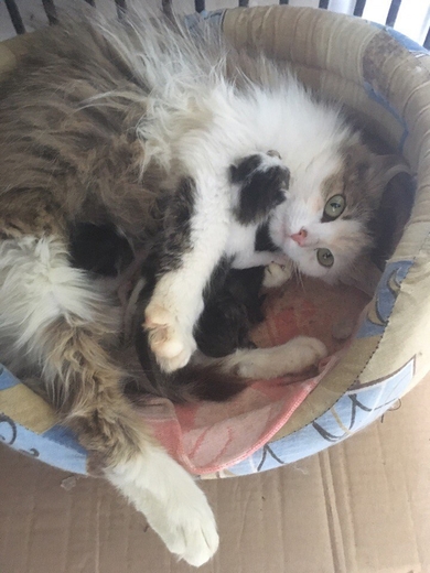Нужна передержка кошке с котятами