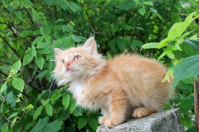 Котенок Лёвушка в хорошие руки