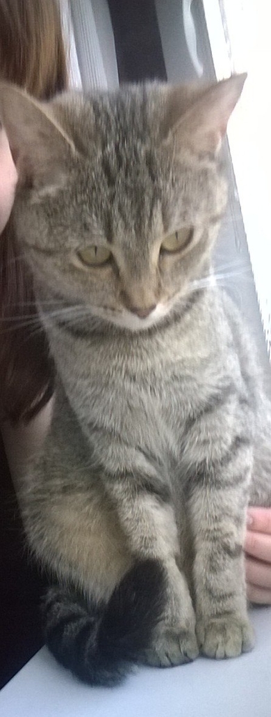 Кошка ищет дом!!!, фото 2