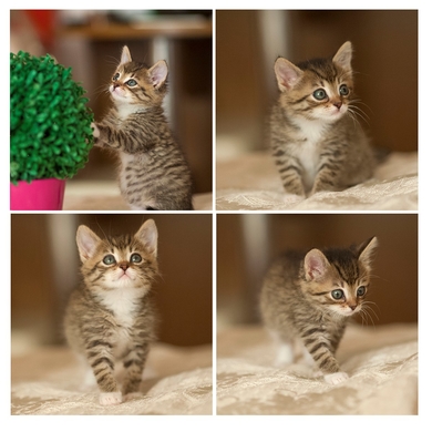 Котёнок девочка в дар.