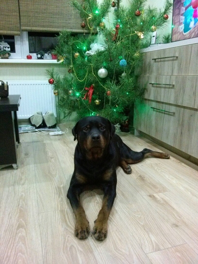 Отдаётся ротвейлер в семью без детей!
