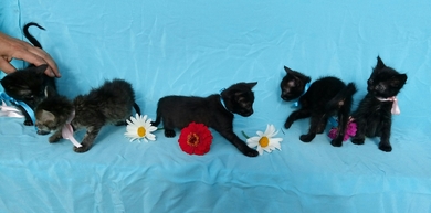 Ласковые котята ищут дом, фото 4