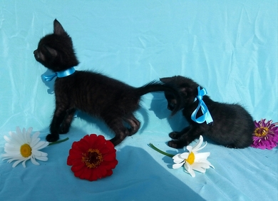 Ласковые котята ищут дом, фото 3