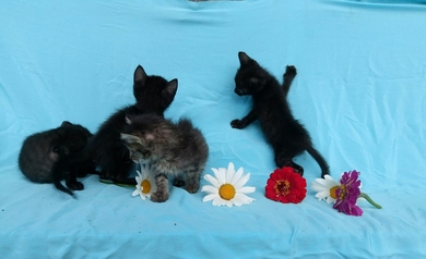 Ласковые котята ищут дом, фото 2