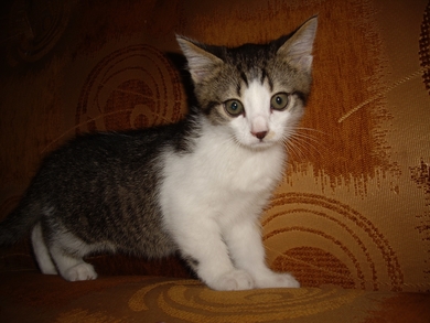 Котёнок в добрые руки!, фото 2