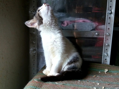 Мими ищет ДОМ!, фото 3
