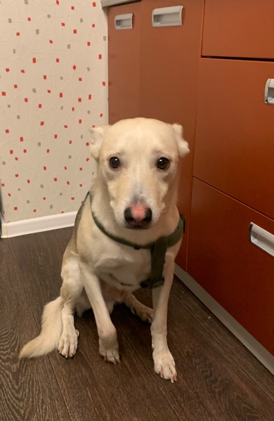 Найдена собака Барановичи