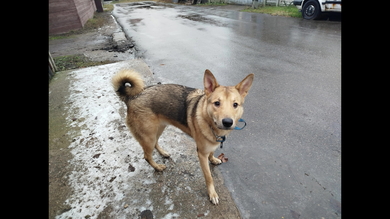 Найдена собака, дворняга(?)