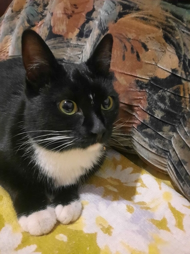 Найден черно-белый кот с желтым поводком