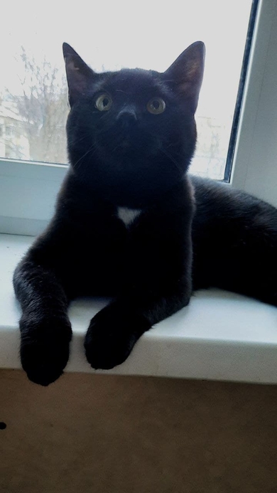 Кот 