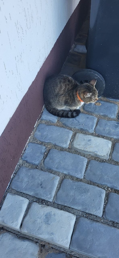 Котенок (девочка) с оранжевым ошейником, фото 2