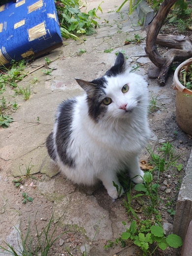 Замечен кот