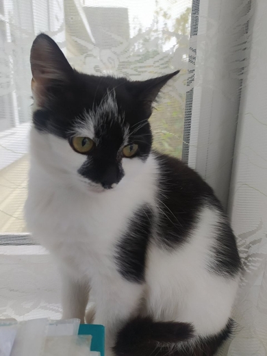 Пропала кошка «Бима».