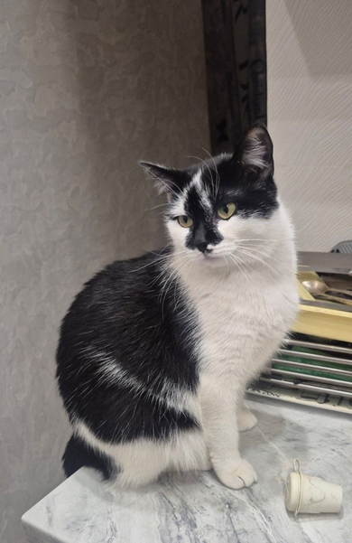 Пропала кошка «Бима»., фото 2