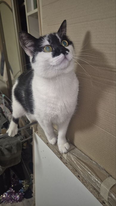 Пропала кошка «Бима»., фото 3