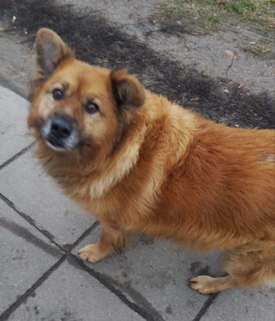 СРОЧНО!!! НАЙДЕНА СОБАКА