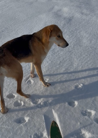 Потерялись собаки русские гончие