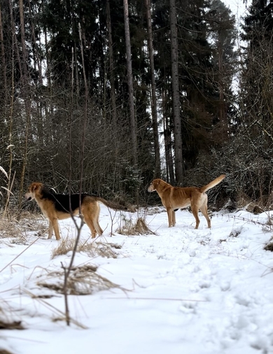 Потерялись собаки русские гончие, фото 2