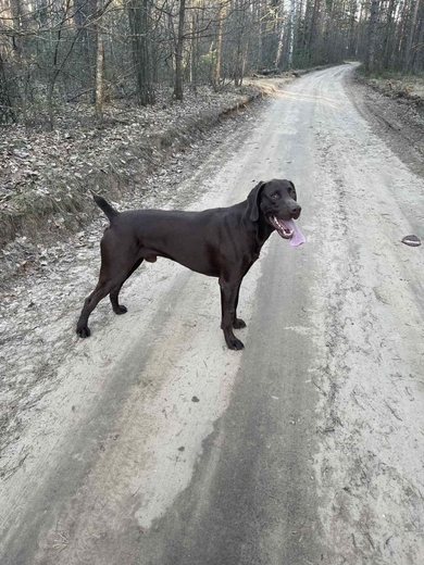 Прибился курцхаар Борисовский район