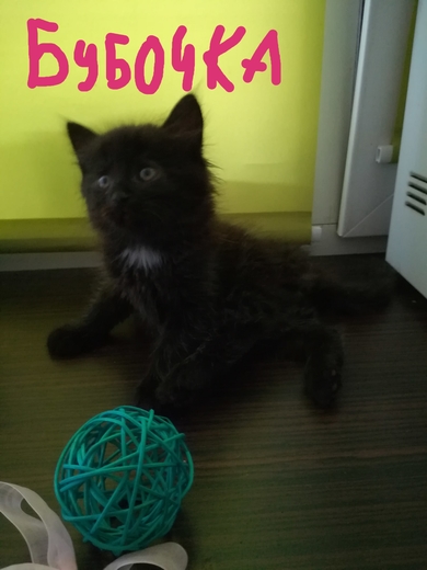 Три маленьких носа ищут дом!