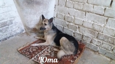 Юта - красивенная девочка, среднего размера, очень нуждается в преданном хозяине!