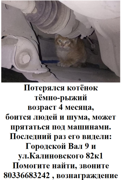 Потерялся котёнок тёмно-рыжий, мяукает и прячется под машинами
