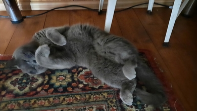 Найдена Британская кошка Пуховичский р-н, фото 3